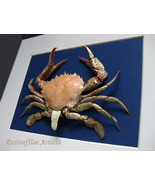 Ovalipes Ocellatus Real Lady Crab Atlantic Leopard Framed Taxidermy Shad... - $2,469.75 MXN