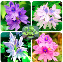 New Fresh Water Hyacinth Seed Flower Garden Pond Flowers Mixed - $82.94 MXN