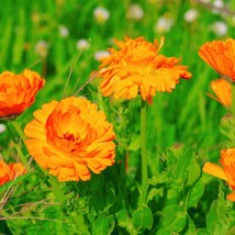 Calendula Balls Orange Seeds Edible Cut Flower Pollinator Garden Herb Companion  - £9.97 GBP