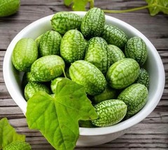 Grow In US 10 Cucamelon Seeds Mouse Melon Melothria Scabra Mexican Sour Gherkin  - £6.57 GBP