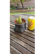 Live Plants Cactus Eulychnia Male Penis In 4” Pot - €33,98 EUR