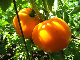 250 Golden Jubilee Heirloom Tomato Seeds Non-Gmo Fresh Garden - £11.38 GBP