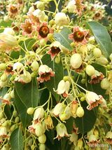 Kurrajong Bottle Tree  10 Seeds  Brachychiton populneus - $142.67 MXN