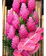 Pink Hawaiian Ginger Alpinia Purpurata Roots and Plants Kanoa Hawaii (1P... - £18.77 GBP