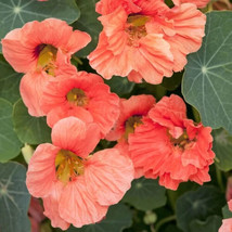 THJAR USA SELLER Double Salmon Nasturtium Seeds 15 seeds HEIRLOOM Ammobi... - $7.33