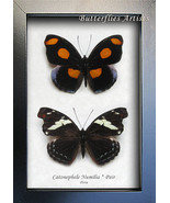 Grecian Shoemaker Catonephele Numilia Pair Butterflies Framed Entomology... - $129.02 CAD