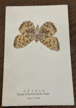 REAL Butterfly Neope Goschkevitchii Me Latin Nawa Entomology Japan 1910 ... - $22.58