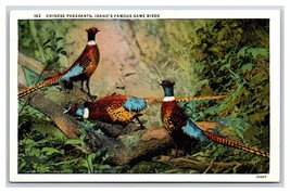Chinese Pheasants Birds Game Birds Of  Idaho ID UNP Linen Postcard R23 - £1.50 GBP