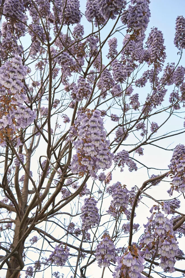 MBK 100 Seeds Royal Empress Tree Paulownia Tomentosa Purple Planting Packs Sale - £7.27 GBP