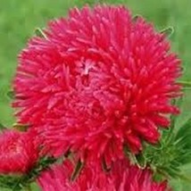 50 Pcs Red Gremlin Double Aster Flower Seeds #MNSS - £11.71 GBP