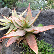 10 seeds Aloe umfoloziensis Succulents Garden Plants - $27.98