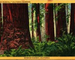 Forest Primeval  Redwood Highway Redwood Trees CA California Linen Postc... - $3.91