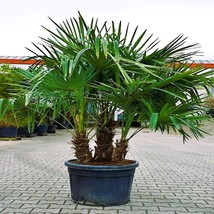 New Seeds 100 seeds of Chinese Windmill Fan Palm USA Seller - £45.78 GBP