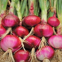 USA Seller Ruby Red Onion Seeds Sweet Long Day Onions Open Pollinated Vegetable  - $13.95