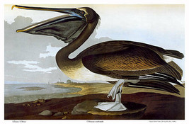 Audubon Brown Pelican 30x44 Art Print Audubon Edition Hand Numbered Edition - £117.47 GBP