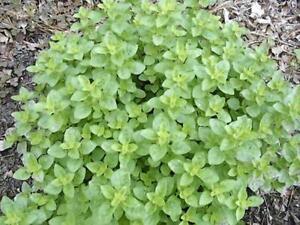 SR Oregano, Italian, Herb Seed, Heirloom, 20+ Seeds, Healthy N Tasty Herb - $3.29