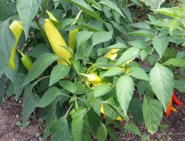 Grow 25 Hungarian Wax Pepper Seeds Banana Pepper Nongmo - $9.11