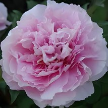 20 Seeds Paeonia suffruticosa Andr&#39; Tree Peony - $16.63