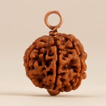 Shanmukhi (six faced) Rudraksha.Energized single bead for children below 14 - $19.72