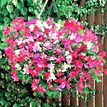 USA SELLER 50 Dwarf Sweet Pea Knee High Mix Seeds Wildflower Hanging Baskets Win - £13.76 GBP