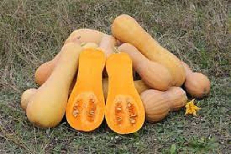 Fragrant Premium Waltham Butternut Winter Squash Fresh Heirloom Seeds Ever - $3.16