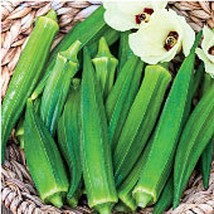 Gurney&#39;s Gumbo Okra Seeds Gardening Easy Grow Usa Shipping - £6.70 GBP