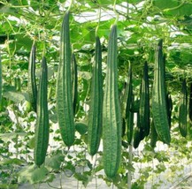 Grow In US 10 Heirloom Bonanza Angled Luffa Gourd seed Asian Unique Chinese Okra - £10.18 GBP