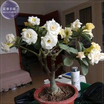 Adenium White Yellow Bonsai Tree Flower Seeds 2 seeds 4layer desert rose... - £6.31 GBP