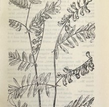 1905 Cow Vetch Wild Flower Print Pen &amp; Ink Lithograph Antique Art  - £13.77 GBP