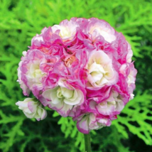 Rare Geranium Bonsai Apple Blossom Rosebud Pelargonium Hortorum Perennial Flower - £4.57 GBP