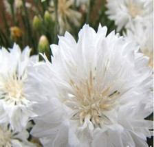 ArfanJaya Bachelor Button White Flower Seeds - £6.49 GBP