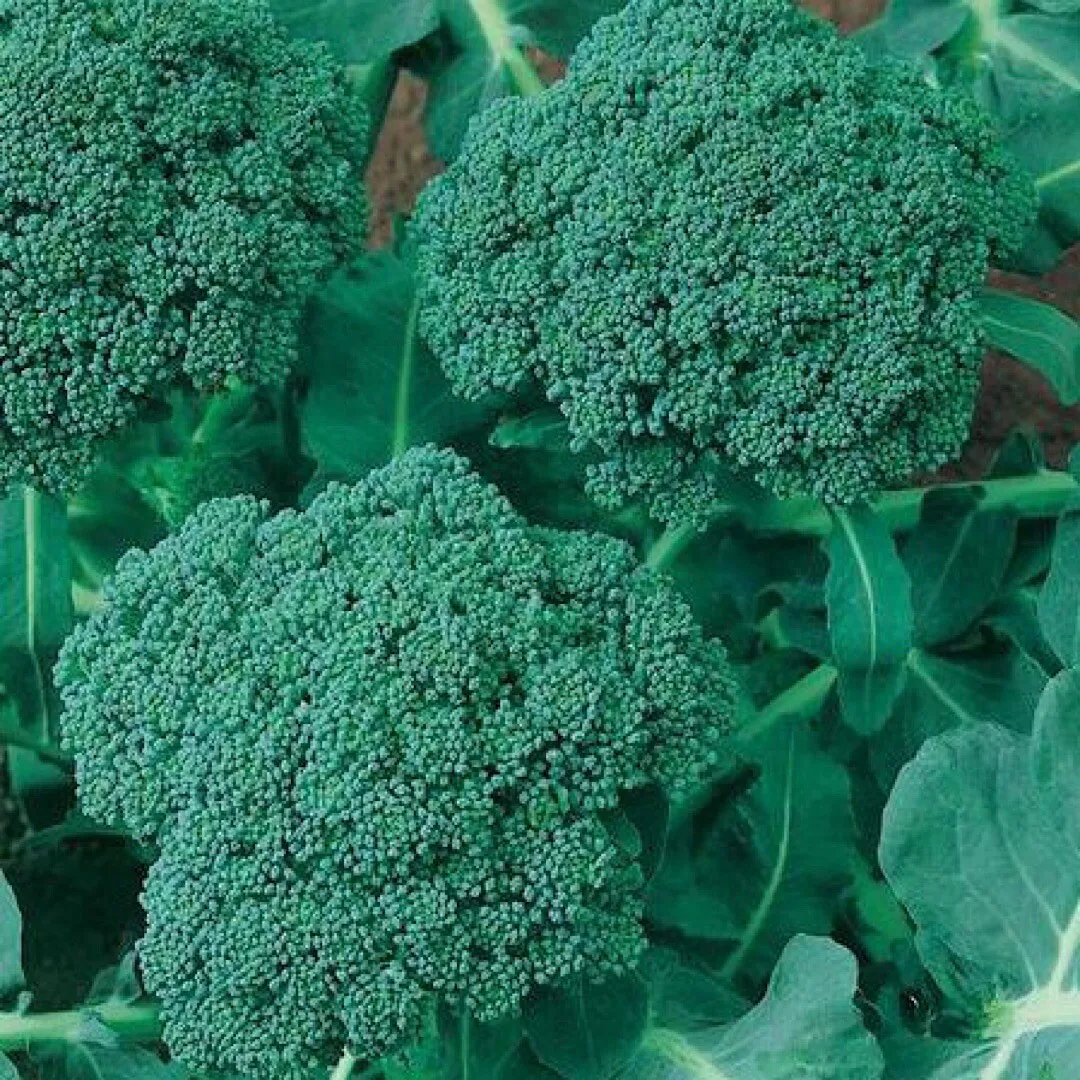 500 Seeds Broccoli (Calabrese) | Non-Gmo Seller US - £7.80 GBP