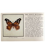 The Snout Butterfly 1934 Butterflies Of America Antique Insect Art PCBG14B - $19.99