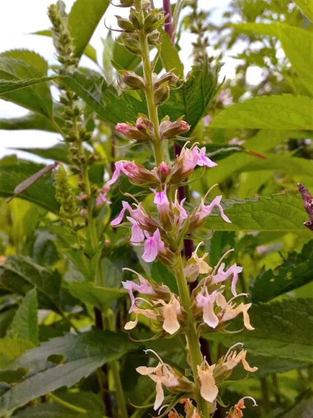 100 Canadian Germander American Wood Sage Teucrium Canadense Herb Flower Seeds F - £6.95 GBP