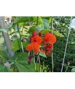 Scarlet Runner Bean Seeds - Stunning Red Flowers &amp; Edible Beans - Fast G... - €4,58 EUR