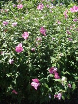 SuGard 20 Of Freedom Rose Of Sharon Seeds Hibiscus Syriacus - £9.17 GBP