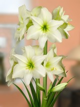 200 Seeds Amaryllis Bonsai Hippeastrum Flower - £10.28 GBP