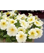 Petunia Prism Sunshine Pelleted Seeds, Attracts Butterflies, FREE SHIPPING - £1.31 GBP+