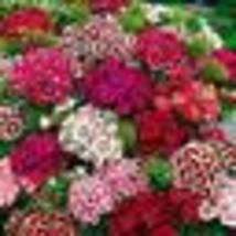 200 Seeds! Sweet William Dianthus Indian Carpet Dwarf Mix B-iColored Non-GMO Usa - £9.45 GBP