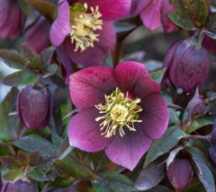 5 Pc Seeds Helleborus Purpurascens Plant, Purple Hellebore Seeds for Pla... - £20.19 GBP