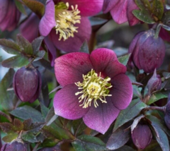 5 Pc Seeds Helleborus Purpurascens Plant, Purple Hellebore Seeds for Pla... - $25.20