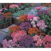 40 Of LINARIA AUTUMN FANTASY FLOWER SEED MIX -SELFSEEDING ANNUAL - SNAPD... - $9.99
