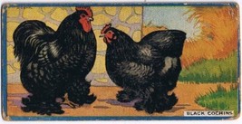 Cowan Co Toronto Card Black Cochins Chicken Series - £8.09 GBP