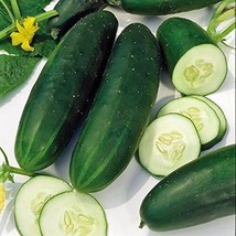 PS Straight Eight Cucumber Seeds 50 Vegetable Garden Nongmo Fast Grow - $166.68 MXN