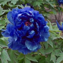 Chinese Paeonia Suffruticosa Peony Light Blue Double Flowers Ball 20 PCS Seeds - £9.11 GBP