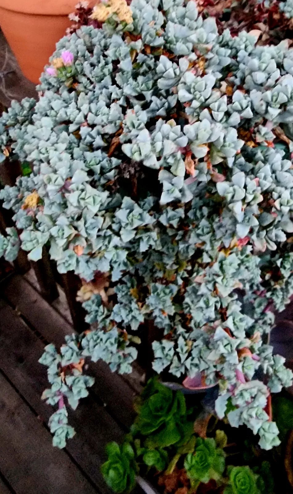 MESEMBRYANTHEMACEAE LAMPRANTHUS DELTOIDES-OSCULARIA DELTOIDES &#39;PINK ICE ... - $29.99