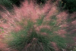 Muhlenbergia Capillaris Pink Muhly Grass Seeds New Fresh - £8.95 GBP