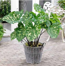 Live Plants Elephant Ear Alocasia HILO BEAUTY, Outdoor &amp; Indoor Plant Ho... - £28.62 GBP