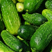 Boston Pickling Cucumber Seeds Organic Gardening Fresh USA Shipping - £6.27 GBP