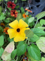 SGHOST Thunbergia Alata Blackeyed Susan Vine 50 Seeds USA Seller - $9.26